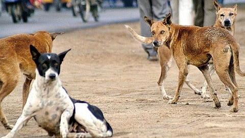 ஊரடங்கால் உணவு, தண்ணீர் கிடைக்காமல் ஆக்ரோஷ மனநிலைக்கு மாறும் தெரு நாய்கள்: கால்நடை பராமரிப்புத் துறை மருத்துவர்கள் அதிர்ச்சித் தகவல்