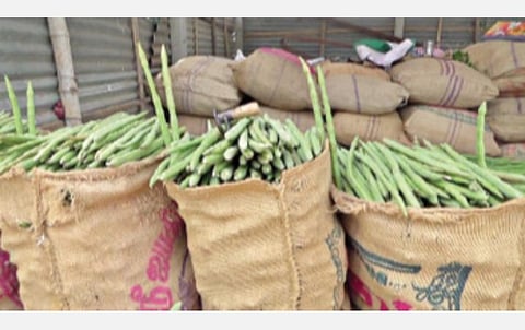 மூலனூரில் மரத்திலிருந்து பறிக்கப்பட்ட முருங்கைக் காய்கள்.