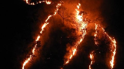 கொடைக்கானல் வனப்பகுதியில் பற்றி எரிந்த காட்டுத்தீ; அரியவகை மரங்கள் கருகின