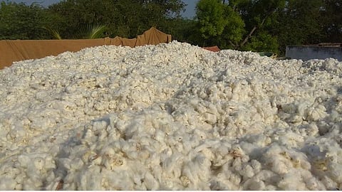 இளையான்குடி அருகே சாலைக்கிராமத்தில் வீட்டு மாடியில் காய வைக்கப்பட்டுள்ள பருத்தி.