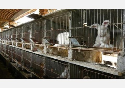 விலங்குகள் சந்தையை இழுத்து மூடுக: சீனாவுக்கு அமெரிக்க குடியரசுக் கட்சியினர் வலியுறுத்தல் 