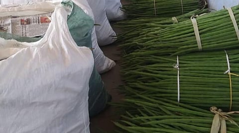 தூத்துக்குடி மாவட்டம் சாத்தான்குளம் அருகேயுள்ள போலையர்புரம் முருங்கைக்காய் மண்டியில் விற்பனைக்காக வந்த முருங்கைக்காய்.