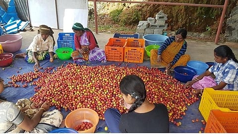 இந்து தமிழ் திசை செய்தி எதிரொலி: கொடைக்கானலில் விளைந்த பிளம்ஸ் பழங்களை கேரளாவிற்கு விற்பனைக்கு அனுப்ப ஏற்பாடு- மலை விவசாயிகள் மகிழ்ச்சி