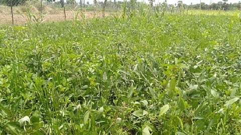 வறட்சியை வென்று காட்டிய வேப்பங்குளம் கிராம மக்கள்: வறண்ட பூமியை வளமாக்கி சாதனை