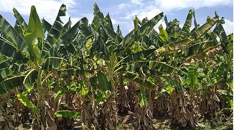 சுபநிகழ்ச்சிகள், ஓட்டல்கள் இல்லாததால் பறிக்காமல் மரத்திலேயே விடப்பட்ட வாழை இலைகள்: விசாயிகள் வேதனை