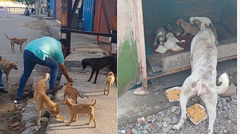 9,000 நாய்களுக்கு 1,000 கிலோ அரிசியில் உணவு;  துவணி அறக்கட்டளையினரின் கருணை உணர்வு