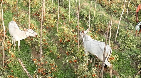 ஓசூர் அடுத்துள்ள கெலமங்கலம் மல்லேபள்ளம் கிராமத்தில் உள்ள விவசாயி சிவப்பா தோட்டத்தில் தக்காளி சாப்பிடும் கால்நடைகள்.