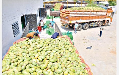 கிருஷ்ணகிரியில் உள்ள மாங்கூழ் தொழிற்சாலைக்கு அரவைக்காக கொண்டு வரப்பட்டுள்ள மாங்காய்கள்.