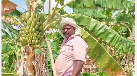 வாழை விவசாயிக்கு 25 ஆயிரம் ரூபாய் நிவாரணம்: தாமாக வந்து உதவிய நடிகர் சசிகுமார்