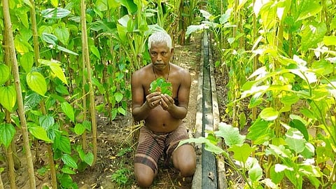 ராமநாதபுரத்தில் 100 ஏக்கரில் வெற்றிலை விவசாயம் பாதிப்பு: நிவாரணம் வழங்க விவசாயிகள் கோரிக்கை