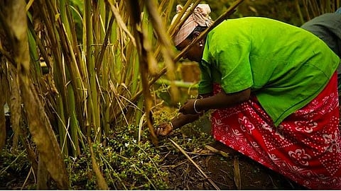 ஊரடங்கினால் ஏலக்காய் தோட்டங்களில் பராமரிப்புப் பணிகள் முற்றிலும் பாதிப்பு: கேரளாவிற்கு செல்ல அனுமதி கேட்கும் விவசாயிகள்