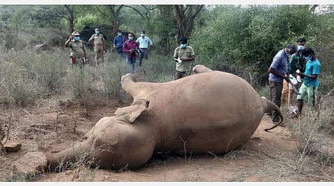 உரிகம் வனச்சரகம் பிலிகல் காப்புக்காட்டில் உயிரிழந்த பெண்யானைக்கு மாவட்ட வன அலுவலர் பிரபு முன்னிலையில் பிரேத பரிசோதனை பணியில் ஈடுபட்டுள்ள கால்நடை மருத்துவர் பிரகாஷ் மற்றும் குழுவினர்.