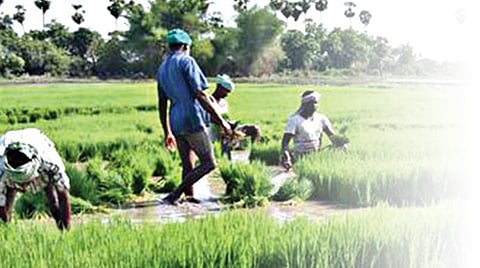நூறு நாட்கள் வேலைத் திட்டத்தில் விவசாயத்தையும் சேர்க்க வேண்டும்!