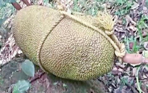 கேரளாாவில் வீட்டுத் தோட்டத்தில் விளைந்த 51 கிலோ எடையுள்ள பலாப்பழம்.