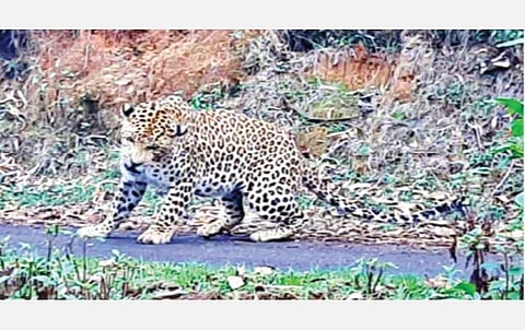 உதகை பூங்கா அருகே பிடிபட்ட சிறுத்தை.