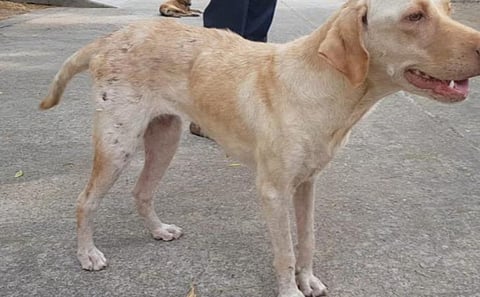 கரோனா காலத்தில் நோய் எதிர்ப்பு சக்தியை அதிகரிக்க தெரு நாய்களுக்கு முதல் முறையாக ‘ஹோமியோபதி’ மருந்துகள் விநியோகம் 