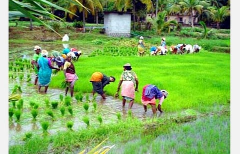 காவிரி டெல்டா மாவட்டங்களில் தூர்வாருதல், குடிமராமத்து பணி : 7 சிறப்பு கண்காணிப்பு அதிகாரிகள் நியமனம் 
