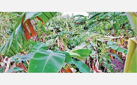 கோவில்பட்டி அருகே லட்சுமிபுரத்தில் சூறைக்காற்றில் சாய்ந்த வாழைகள்.﻿