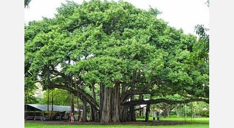 தரித்திரம் நீக்கும்; ஞானத்தைத் தரும்; மங்கல காரியம் நடக்கும்! - மரங்களின் குணங்கள்... பலன்கள்! 