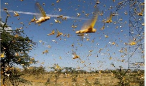 தமிழகத்தை வெட்டுக்கிளிகள் தாக்கும் எனும் தகவலை அலட்சியப்படுத்தாமல் உரிய நடவடிக்கை வேண்டும்: தமிழ்நாடு முஸ்லிம் லீக் வலியுறுத்தல்