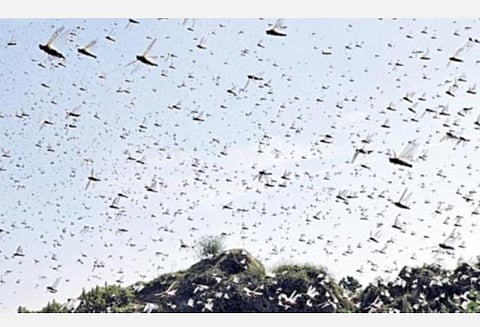 தமிழகத்தையும் தாக்கிய வெட்டுக்கிளி படையெடுப்பு!- சாட்சி சொல்லும் தமிழின் மூத்த படைப்பாளிகள் கி.ரா., சோ.தர்மன்