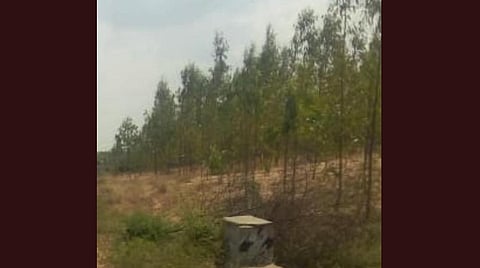 ஆவுடையார்கோவில் அருகே சாத்தக்கண்மாயில் உள்ள யூக்கலிப்டஸ் மரங்கள்.