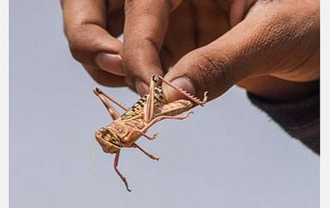 பாலைவன வெட்டுக்கிளிகள் வருகின்றனவா? - தமிழக எல்லையோர மாவட்டங்களில் சிறப்பு கண்காணிப்பு குழு அமைப்பு- மாநில வேளாண்மை துறை இயக்குநர் தகவல்