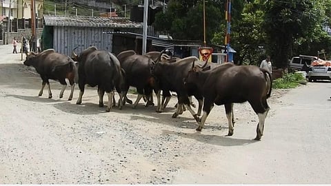 கொடைக்கானல் அண்ணாசாலை பகுதியில் வலம் வந்த காட்டுமாடுகள் கூட்டம்.