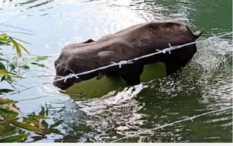 ”விநாயகரை வணங்கிக்கொண்டே யானைகளைக் கொல்கிறோம்” - கேரள யானை கொல்லப்பட்ட சம்பவத்துக்கு பாலிவுட் பிரபலங்கள் கடும் கண்டனம்