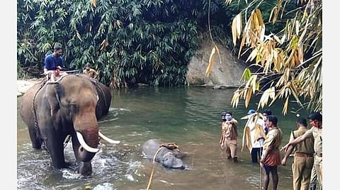 இரண்டு வாரமாக எதுவும் சாப்பிடாத யானை: வெடிவைத்துக் கொல்லப்பட்ட சம்பவத்தில் பரிதாபம்