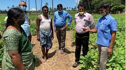 தூத்துக்குடி மாவட்டத்தில் வெட்டுக்கிளிகள் தாக்கம் உள்ளதா?- வேளாண் விஞ்ஞானிகள் குழுவினர் ஆய்வு