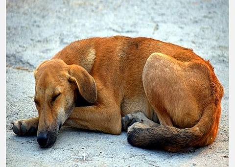 பிரதிநிதித்துவப் படம்