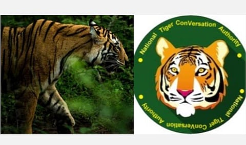 புலிகள் இறப்பு குறித்து ஊடகங்களில் தவறான தகவல்: சுற்றுச்சூழல் மற்றும் வனத்துறை அமைச்சகம் விளக்கம்