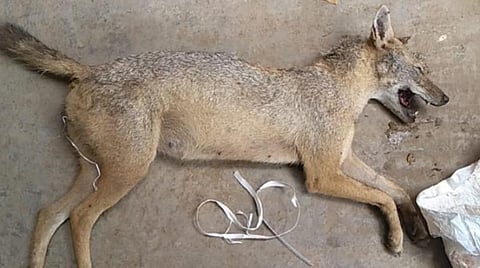 உயிரிழந்த நரி