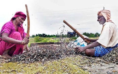மதுரை மாவட்டத்தில் பயறு சாகுபடியை 11,500 ஹெக்டேரில் அதிகரிக்க திட்டம்: மாவட்ட வேளாண் இணை இயக்குநர் தகவல்