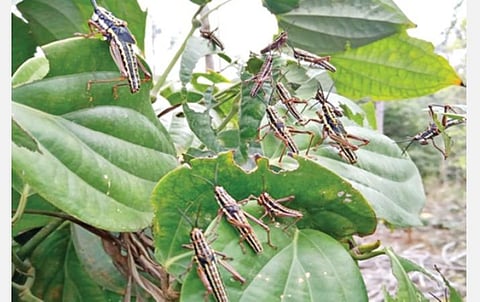 கொல்லிமலை வளப்பூர்நாடு இளமாத்திப்பட்டி கிராமத்தில் சாகுபடி செய்யப்பட்டுள்ள மிளகு கொடியை நாசம் செய்யும் வெட்டுக்கிளிகள்.