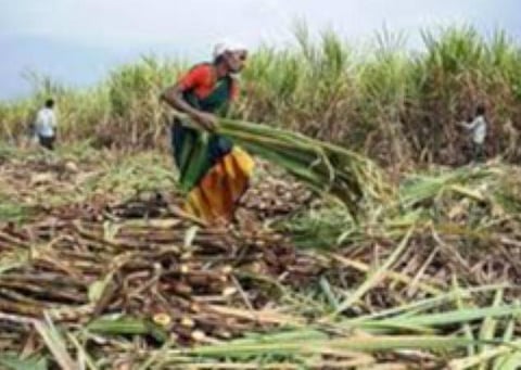 பிரதிநிதித்துவப் படம்