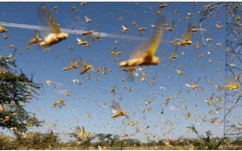 வெட்டுக்கிளிகளைக் கட்டுப்படுத்த ஈரானுக்கு உதவி; இந்தியா சார்பில் 25 மெட்ரிக் டன் பூச்சிக்கொல்லி மருந்து