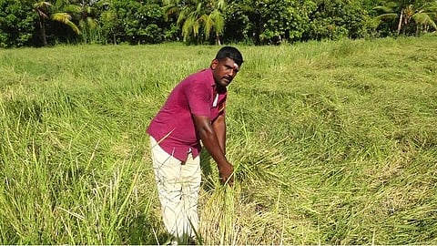 மருத்துவ குணம் நிறைந்த கருங்குருவை நெல் சாகுபடி செய்து காரைக்குடி பட்டதாரி அசத்தல்