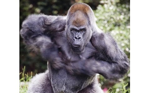 டிங்குவிடம் கேளுங்கள்: கொரில்லா மார்பில் அடித்துக்கொள்வது ஏன்?