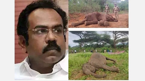 12 யானைகள் மரணம் எளிதில் கடந்து செல்லும் நிகழ்வல்ல: அமைச்சர் மவுனமாக இருப்பது ஏன்?- தங்கம் தென்னரசு கேள்வி