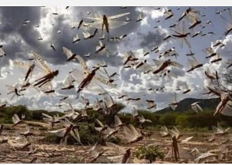 வெட்டுக்கிளியை கட்டுப்படுத்த நடவடிக்கை தீவிரம்: 1,32,777 ஹெக்டேர் நிலத்தில் பூச்சி மருந்து தெளிப்பு