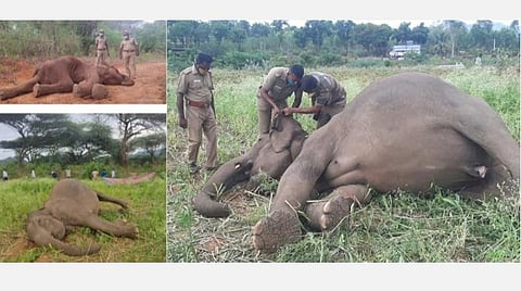 யானைகள் உயிரிழப்பு சமூக வலைதளங்களில் பரப்பப்படும் தவறான செய்தி : வனத்துறை மறுப்பு