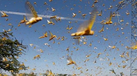 நாட்டில் முதல்முறையாக ராஜஸ்தானில் வெட்டுக்கிளிகளை அழிக்க ஹெலிகாப்டரில் மருந்து தெளிப்பு