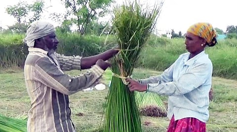 கோரை விவசாயம்