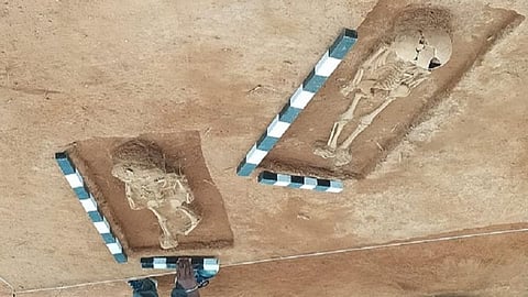 கொந்தகை அகழாய்வில் கண்டுபிடிக்கப்பட்ட குழந்தைகளின் எலும்புக்கூடுகள் அருகருகே வைக்கப்பட்டுள்ளன.