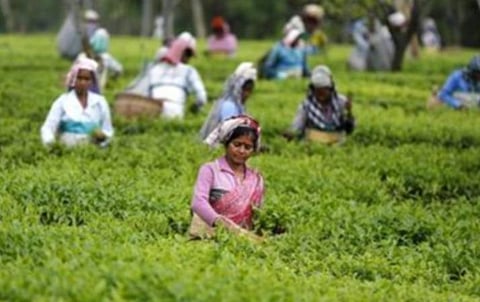 தமிழகம், கேரளாவில் 18 தேயிலை நிறுவனங்களின் உரிமம் ரத்து: தென்னிந்திய தேயிலை வாரிய செயல் இயக்குநர் தகவல்