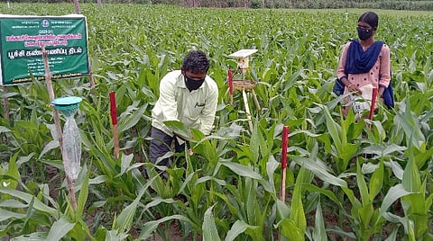 அமெரிக்கன் படைப்புழுவைக் கட்டுப்படுத்துவதற்காக சூரிய விளக்குப் பொறி மற்றும் இனக்கவர்ச்சிப் பொறிகளுடன் அமைக்கப்பட்டுள்ள கண்காணிப்புத் திடல்.