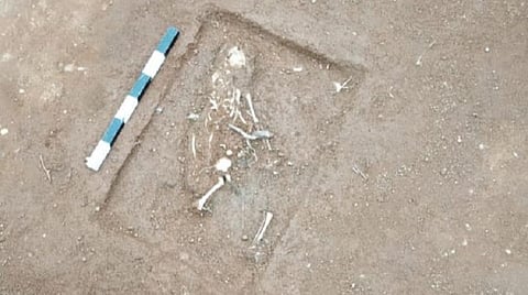 கொந்தகை அகழாய்வில் கண்டுபிடிக்கப்பட்ட குழந்தையின் எலும்புக்கூடு.