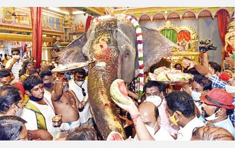 புதுச்சேரி மணக்குள விநாயகர் கோயிலுக்கு மீண்டும் திரும்பிய யானை லட்சுமிக்கு சிறப்பு பூஜைகளுடன் வரவேற்பு அளிக்கப்பட்டது.படம்: எம்.சாம்ராஜ்`